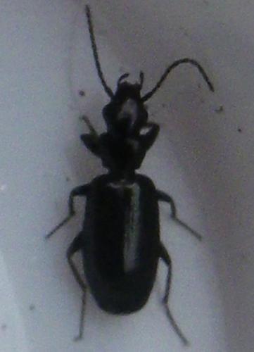 Réf. 215 943 : Microlestes minutulus
